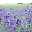 몸과 마음 힐링, 아로마테라피 이미지