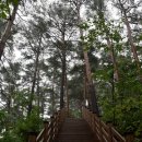 치유의 숲 이미지