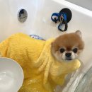 댕댕포유 이미지