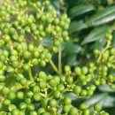 신후농장 이미지