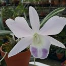 Lc. LoveKnot coerulea/세롤 이미지
