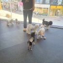 펫1번가미용 | 서면 24시간 애견호텔 강아지놀이방 다녀왔어요