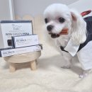 노블덴탈 이미지