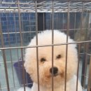 도그앤 제이 이미지