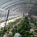 야훼농장 이미지