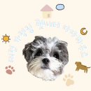 천사펫하우스 이미지