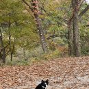 로그캐빈하우스 | [캠핑로그#3] 가평 새와참새 캠핑장/ 새와참새 / 2박3일 캠핑 후기