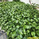 디오션더샵서보공인중개사사무소 | 군산 조촌동 경남아너스빌 디오션 분양권 매매 탑층