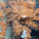 대국해저관광(주) 서귀포잠수함 이미지