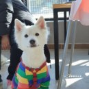 더 퍼피즈 블루 오션 쿡 이미지