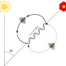waggle dance (8자 춤) 이미지