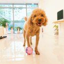 미소댕댕 이미지