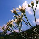 흔들리며 피는 꽃 이미지