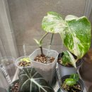 Zill | 가을*겨울철 식물 관리 필수템 컴팩트하고 똑똑한 가정용 디지털 온습도계 JHC-17