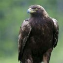 독수리 이미지