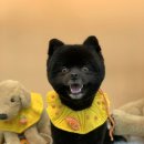 폴짝그루밍 이미지