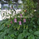 장전초등학교 이미지