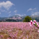 향-고향의 봄 이미지