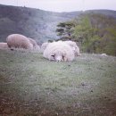 푸름목장 이미지