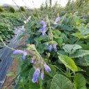 한길농장 이미지