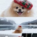 판교 P&P 동물병원 이미지