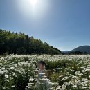 예쁘게즐겁게 | 카페 글렌코 샤스타데이지 5월 아이랑 제주 가볼 만한 곳