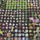 삼미농원 이미지