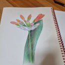 보테니컬아트(색연필그림) | 보태니컬아트 색연필 그림