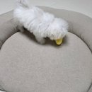 위드미쇼핑 | 위드포즈 강아지 방석 쿠션 내돈내산 구매후기