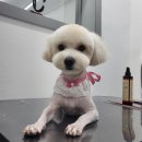 아임댕댕 이미지