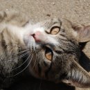 고양이세수 이미지