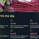 내 몸을 살리는 약초이야기 & 약선음식 | 한방약초/ 고구마줄기의 효능 (번서등-蕃薯藤), 간 해독·이뇨·항산화 효과까지, 여름약초 추천