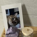 서동물병원 | 아톰이가 소풍간 이후의 일상 (보고싶은 아톰이)