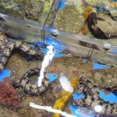 청호유통 | 속초 청호활어회센터 추천 주원수산 현지인도 찾는 회센터 후기