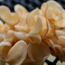 청봉 농장 이미지