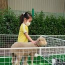 [5월 2주] 찾아오는 동물교실🐑🐰/에코교실🌎/상추수확 이미지