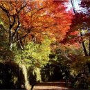 일본의 아름다운 가을과 만나보자 이미지