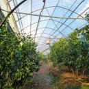 철이농장 이미지