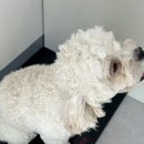 성지동물병원 이미지