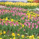 꽃밭에서 이미지