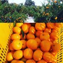 효우농장 이미지