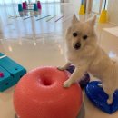 펫슨조이 이미지