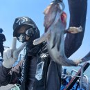 킹콩낚시 이미지