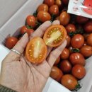 추황배&amp;완숙토마토 &amp;대추방울토마토!!!! 이미지