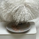 와즈펫(wispet) 이미지