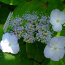 산대월리 이미지