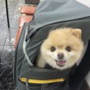 동갈보대 이미지