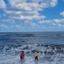 연곡농장 | 강릉 연곡 솔향기 캠핑장 E구역 후기