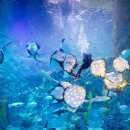 롯데월드아쿠아리움 이미지