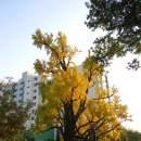 [서울] 우리 동네 1바퀴, 방학동 늦가을 나들이 ＜연산군묘, 방학동 은행나무, 안맹담과 정의공주묘역, 충정공 목서흠묘역＞ 이미지